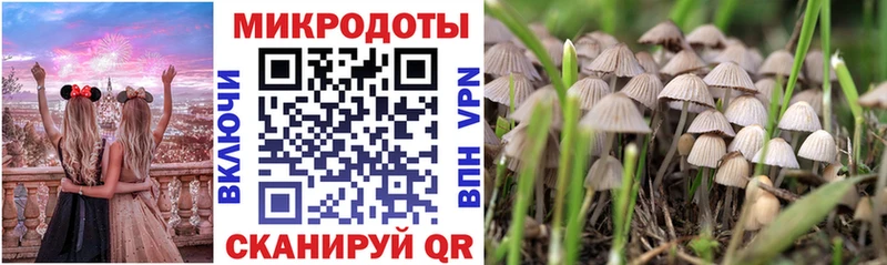Галлюциногенные грибы Psilocybe  Купить  Гай 
